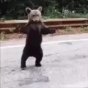 bearthebearbeer
