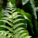 mr_plant1605 member profile picture