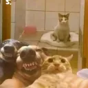 salchipapa01844 avatar