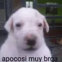 djhola avatar