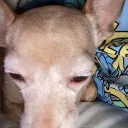 dumbdumbbuckos