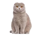stickmanych