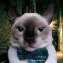 aslankarl.1234 avatar