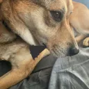 kingdoggyrulerofalldoges