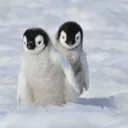 fostdapenguin