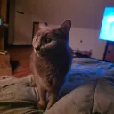 titodublp