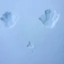 chillywilliam95