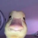 duck_bread