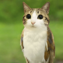 buzhidaoqaq#0056's avatar