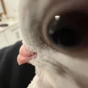 jose_raul2011_75267 avatar