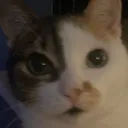 honzi