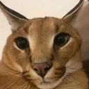 erestu123_67199 avatar