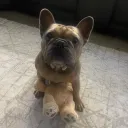 stewiedogg.