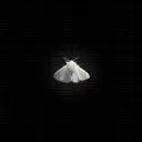mothraphobia