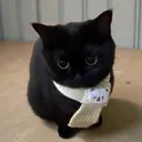 jehotv