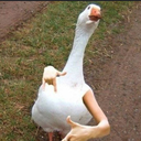 Gangbanging goose