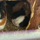 teriyakihamster avatar