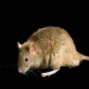 rattyratratlart