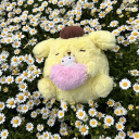 sorrow_cookie member profile picture