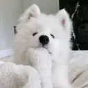 snqwwflakes