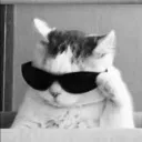 heis_tiger
