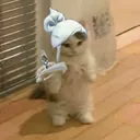 _thamtl_