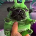 dino_sauriorawr avatar