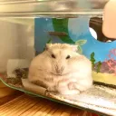 masyumasyumasyu