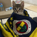 avatar almey