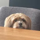swaysi03