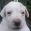 danielchek11_67138 avatar