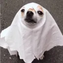 laisaro avatar