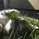 avatar xim(๑˃̵ᴗ˂̵)