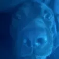 bubblefv