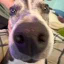 chubzgtag