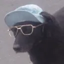 pdogs