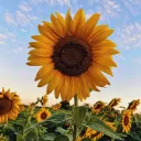 sunnyflowermc