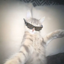 avatar cat