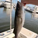 pierson2393