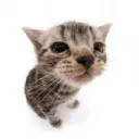 weedcat98. avatar