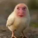 faackurmt