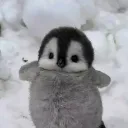 faackurmt
