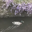 ella_781