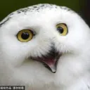 white_bird_1994