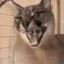 bro_193193
