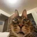 lilbroohio