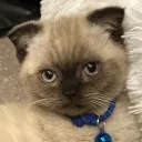 chumbo_