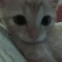meow.amir