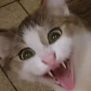 thenuggetsog