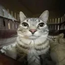 santiago1872. avatar